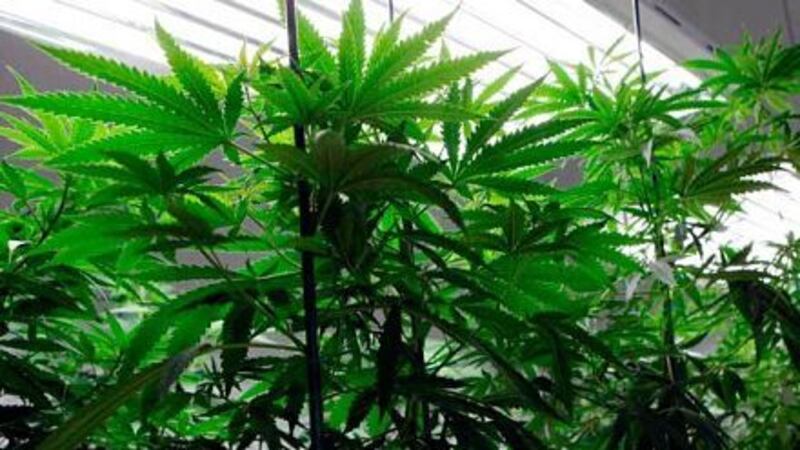 A marijuana conference is being held in New Orleans. (FOX 8)