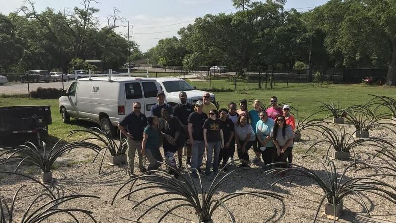 Work crews spread out 23 of the structures in City Park's lakes in April. (Source: LA Dept. of...