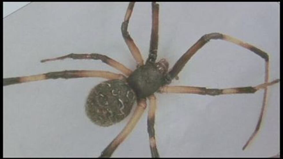 Brown widow spider (WBRZ)