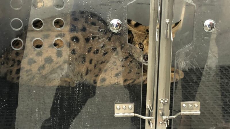 A serval cat that is suspected of attacking a chicken was captured after two days on the run.