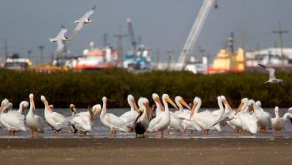 Pelicans and gulls on the Wisner Donation property near Port Fourchon